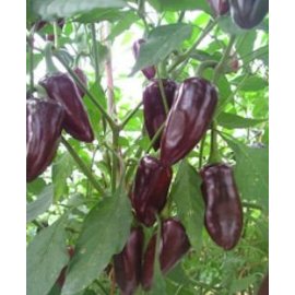 Purple Jalapeno, 10 frø