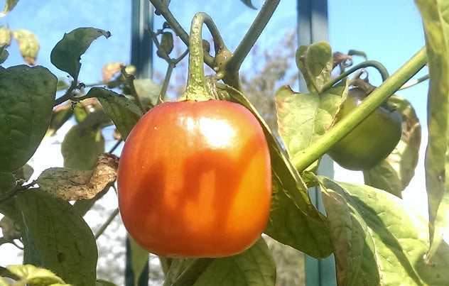 Rocoto Canario, 10 frø