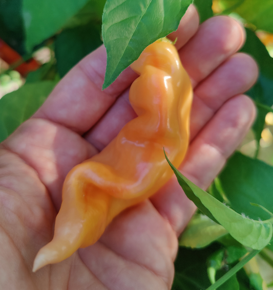 Sugar Rush Peach Stripey, 5 frø