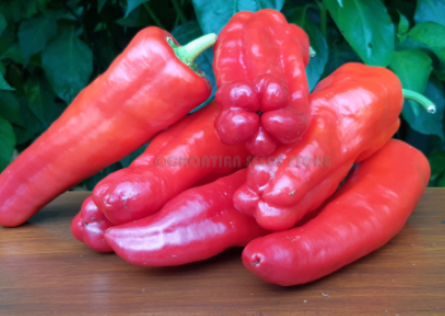 Sweet Havana, 10 frø