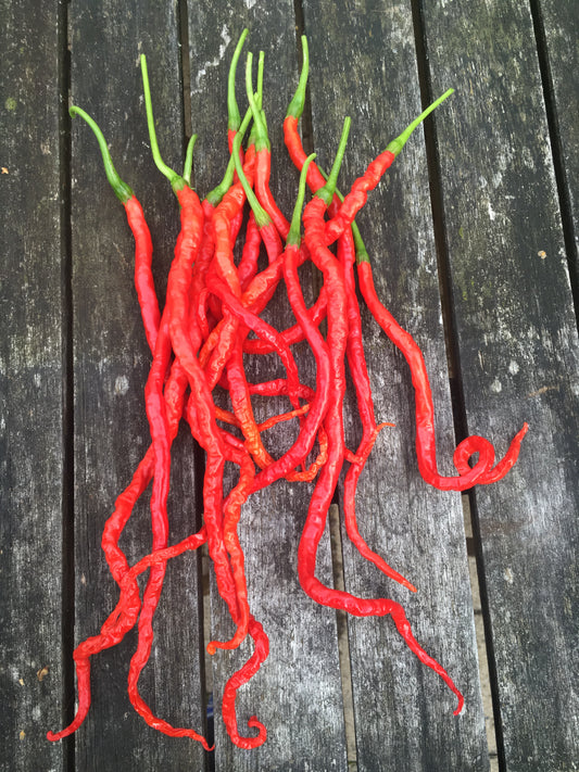 Thunder Mountain Longhorn XXL, 10 frø