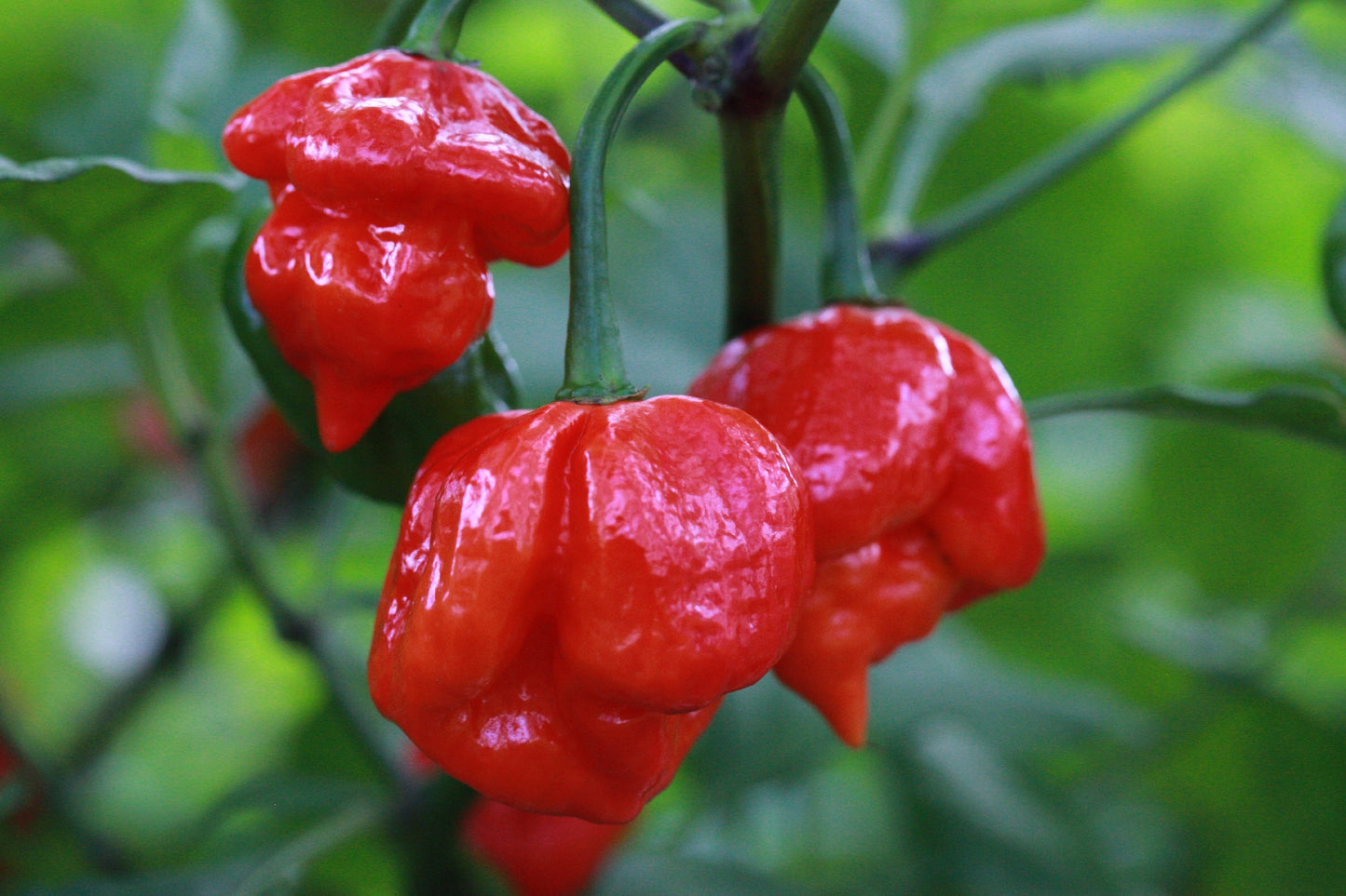Trinidad Scorpion Butch T, 10 frø