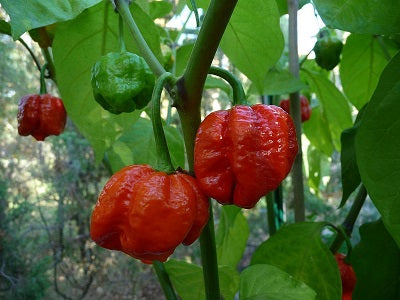 Trinidad Scorpion Moruga Blend, 10 Frø – Plantekasse.dk