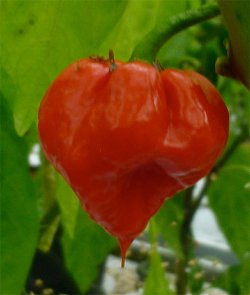 Trinidad Scorpion, 10 frø