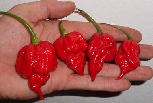 Trinidad Scorpion, 10 frø