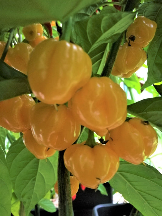 Trinidad Perfume, 10 frø