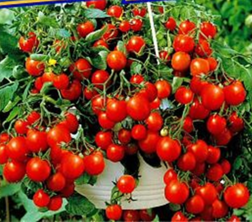 Tumbling Tom, 10 frø