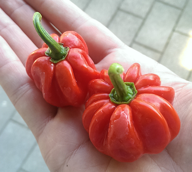 Vicentes Sweet Habanero, 10 frø