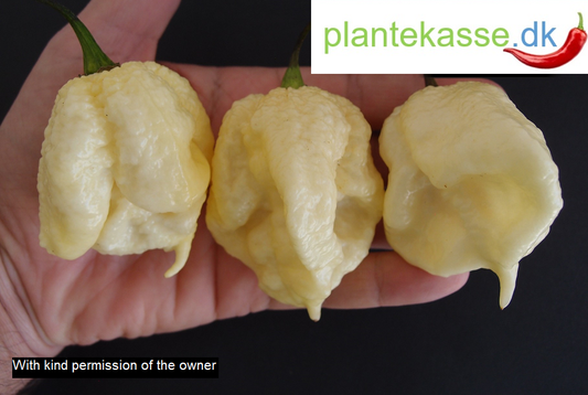 White Moruga, 5 frø