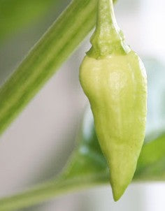 Bhut Jolokia White, 8 frø