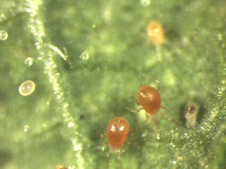 Spindrovmider, 2000 stk. i granulat