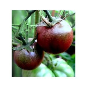 Black Sweet Cherry, 10 frø