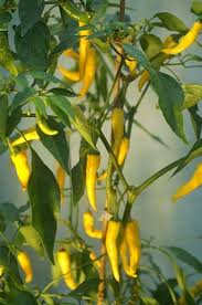 Golden Cayenne, 10 frø