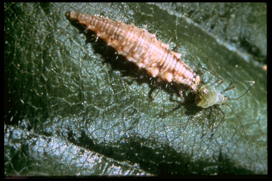 Guldøjelarver, 500 stk.