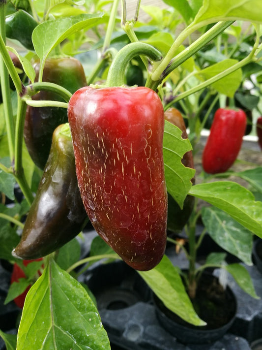 Jalapeno Conchos, 10 frø