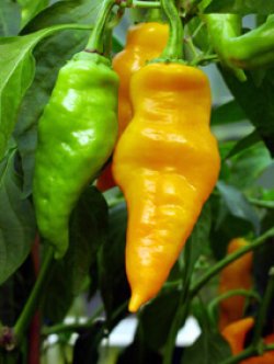 Monkey Face, 10 frø