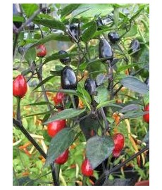 Peruvian Purple, 10 frø