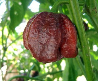 Trinidad Scorpion Moruga Chocolate, 10 frø