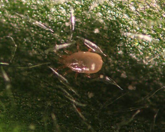 Tripsrovmide i granulat, 10.000 stk.