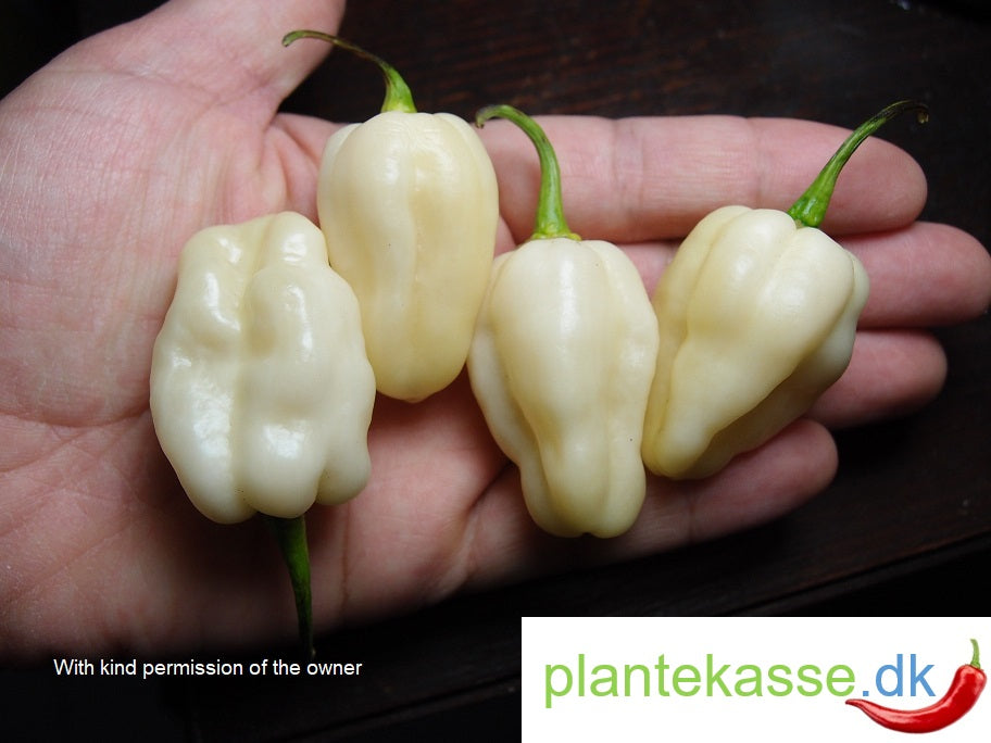 White Habanero Italian Selection, 5 frø