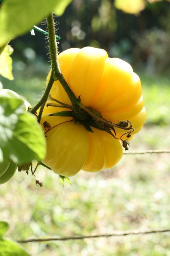 Yellow Ruffled, 10 frø